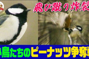 ヤマガラvsシジュウカラ～器用で賢い身近な野鳥たちが知恵と身体能力を競うピーナッツ争奪戦！！勝者はどっち!?【どうぶつ奇想天外／WAKUWAKU】