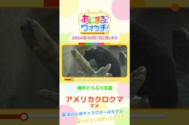 あの人気キャラクターのモデル！アメリカクロクマ「マメ」　兵庫・神戸どうぶつ王国 #shorts #読売テレビニュース #すまたん ＃あにまるウォッチ #動物