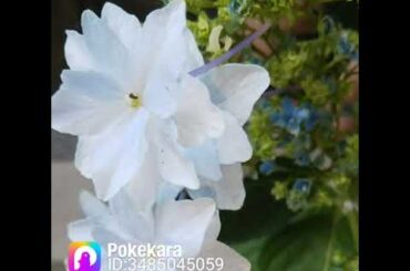 想い出のセレナーデ/天地真理/ポケカラ