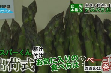 出荷本格化、太さも甘みも上々アスパラガス　最上町・JAおいしいもがみ東部営農センター