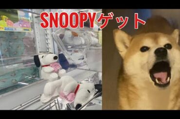 【柴犬飼い主55歳】戌年おじさんがSNOOPYゲットするま！