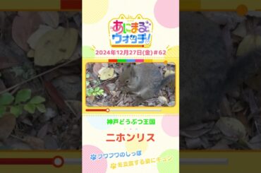 冬支度する姿にキュン！「二ホンリス」　兵庫・神戸どうぶつ王国　#shorts #読売テレビニュース #すまたん ＃あにまるウォッチ #動物