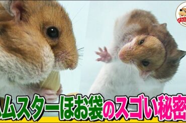 【ハムスター図鑑】ほお袋の驚くべき秘密！緊急時には〇〇袋になる!?エサをパンパンに詰め込んで穴抜けチャレンジ【どうぶつ奇想天外／WAKUWAKU】
