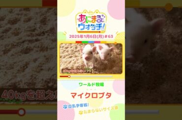 母乳争奪戦！「マイクロブタ」の赤ちゃん！大阪「ワールド牧場」　#shorts #読売テレビニュース #すまたん ＃あにまるウォッチ #動物