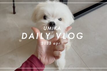 【海荷の日常vlog】チートナイトの日🔥🍝🥂ナッツはお風呂に入って綺麗になったよ🐶🫧