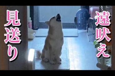 【柴犬飼い主55歳】出勤前のお約束