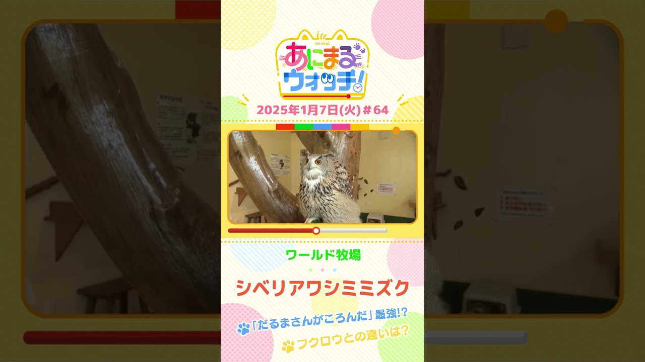 フクロウとの違いは?「シベリアワシミミズク」 大阪「ワールド牧場」 #shorts #読売テレビニュース #すまたん #あにまるウォッチ #動物 フクロウとの違いは?「シベリアワシミミズク」 大阪「ワールド牧場」 #shorts #読売テレビニュース #すまたん #あにまるウォッチ #動物