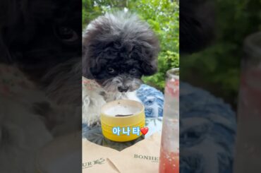 러브라이브보다 이쿠에쿠빵이지❤️@쿠쿵이들 #이쿠에쿠#러브라이브#첼린지#강아지산책#강아지간식#멍푸치노#아이시떼루