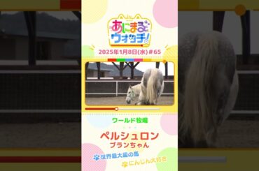世界最大級の馬！「ペルシュロン」の「ブランちゃん」　大阪「ワールド牧場」　#shorts #読売テレビニュース #すまたん ＃あにまるウォッチ #動物