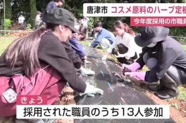 耕作放棄地に”コスメ原料”ハーブ「ローズマリー」の苗5200株植える 唐津市新人職員が体験【佐賀県】