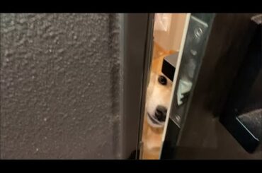 【柴犬飼い主55歳】飼い主の帰りを厚く歓迎してくれるワンチャン達