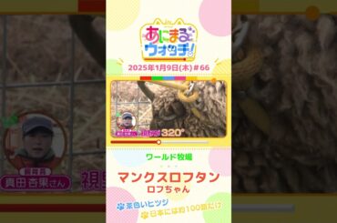 日本には約100頭だけ！「マンクスロフタン」の「ロフちゃん」　大阪「ワールド牧場」　#shorts #読売テレビニュース #すまたん ＃あにまるウォッチ #動物