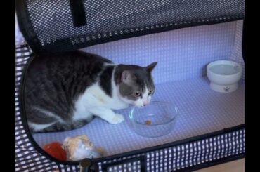 休憩中のアッシュくん