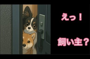 【柴犬飼い主55歳】えっ！？今日帰ってこないの？