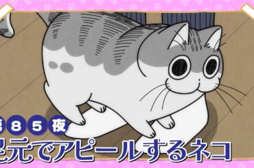 アニメ『夜は猫といっしょ』第85夜「足元でアピールするネコ」
