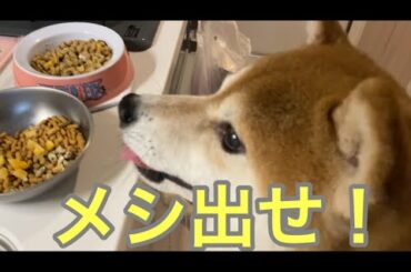 【柴犬飼い主55歳】今日もガマンの限界！