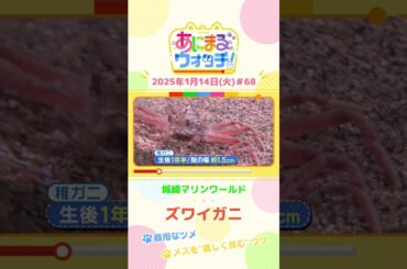 器用なツメ！「ズワイガニ」　兵庫「城崎マリンワールド」　#shorts #読売テレビニュース #すまたん ＃あにまるウォッチ #動物