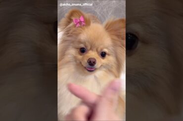 大沼晶保 ぷぐまる君のアゴ乗せ♪Instagram 櫻坂46