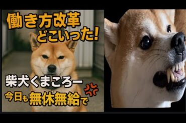 【柴犬飼い主55歳】くまころー今日も“タダ働き”で家を守る
