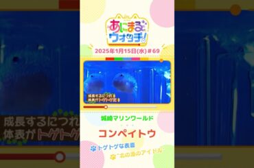 “北の海のアイドル”「コンペイトウ」　兵庫「城崎マリンワールド」　#shorts #読売テレビニュース #すまたん ＃あにまるウォッチ #動物