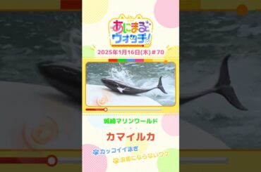 カッコイイ泳ぎ！「カマイルカ」　兵庫「城崎マリンワールド」　#shorts #読売テレビニュース #すまたん ＃あにまるウォッチ #動物