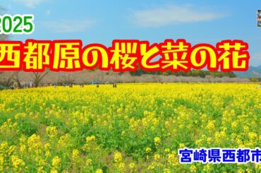 【西都原古墳群の桜と菜の花】宮崎県西都市　広大な敷地に広がる菜の花と桜　宮崎の風景　イベント