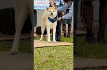 上司が秋田犬の空港 Meet the new airport boss: an Akita dog!