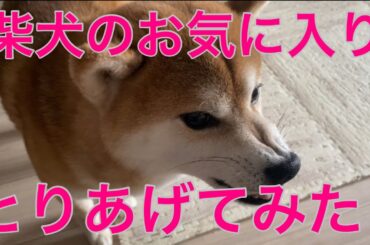 【柴犬飼い主55歳】 「“それだけはやめろ” 柴犬の逆鱗に触れた瞬間」