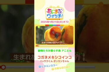 完璧な自己紹介！「コガネメキシコインコ」　大阪「動物たちが暮らす森 アニミル」　#shorts #読売テレビニュース #すまたん #あにまるウォッチ #動物