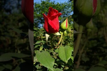 🌹バラが咲いた❣️天地真理🌹