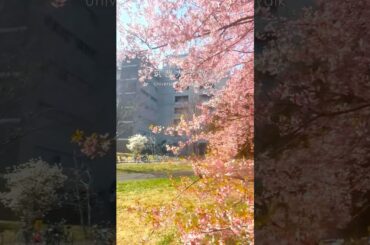 キャンパスで一番早い桜 First cherry blossoms on campus #筑波大学 #つくば #universityoftsukuba #tsukuba #sakura #japan