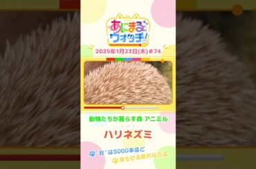 “針”は5,000本ほど！「ハリネズミ」　大阪「動物たちが暮らす森 アニミル」　#shorts #読売テレビニュース #すまたん #あにまるウォッチ #動物