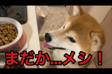 【柴犬飼い主55歳】柴犬ヤバい！空腹で限界！