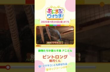 ポップコーンの香り！？「ビントロング」の睦月(むつき)くん　大阪「動物たちが暮らす森 アニミル」　#shorts #読売テレビニュース #すまたん #あにまるウォッチ #動物