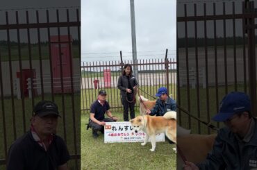 【秋田犬のお出迎え】4歳のお誕生日おめでとう🎉2025.5.23 #秋田犬 #akita #大館能代空港