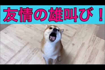 【柴犬飼い主55歳】毎朝の儀式：柴犬と仲間の証、遠吠えタイム