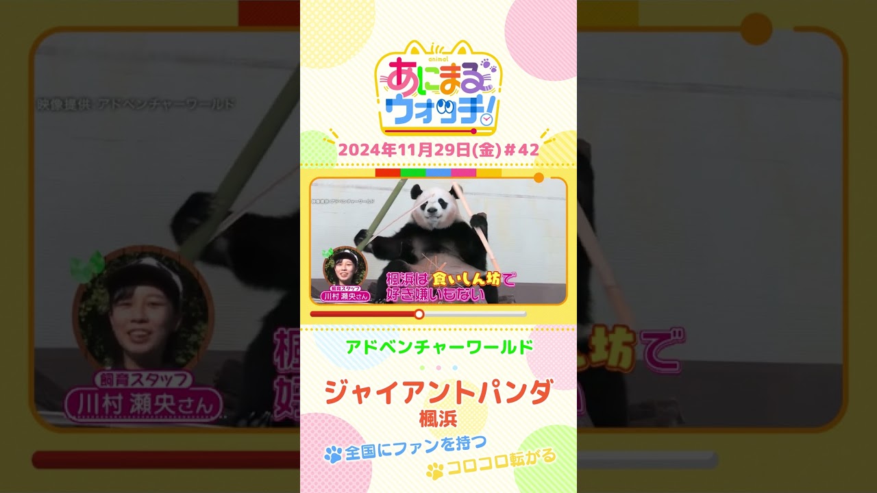 全国にファンを持つ!ジャイアントパンダ「楓浜」 和歌山「アドベンチャーワールド」 #shorts #読売テレビニュース #すまたん #あにまるウォッチ #動物 全国にファンを持つ!ジャイアントパンダ「楓浜」 和歌山「アドベンチャーワールド」 #shorts #読売テレビニュース #すまたん #あにまるウォッチ #動物