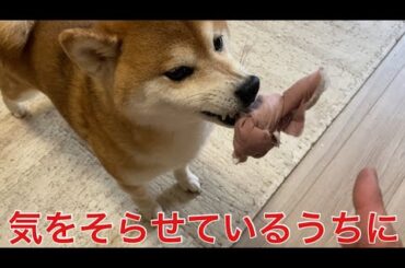 【柴犬飼い主55歳】まさかの結末！