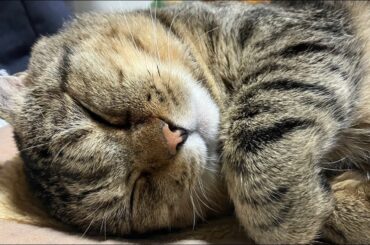 猫まんまのパチンコ【仮面ライダーＶ３】実機配信！