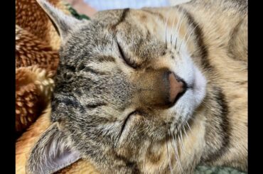 5/29  猫まんまの【PACHINKO】実機配信　【牙狼～闇を照らす者】LIVE