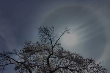 盛岡市「米内浄水場の桜」見ごろ