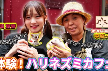 稲場愛香が小動物たちと戯れる！はりねずみ屋ぽったとコラボ！