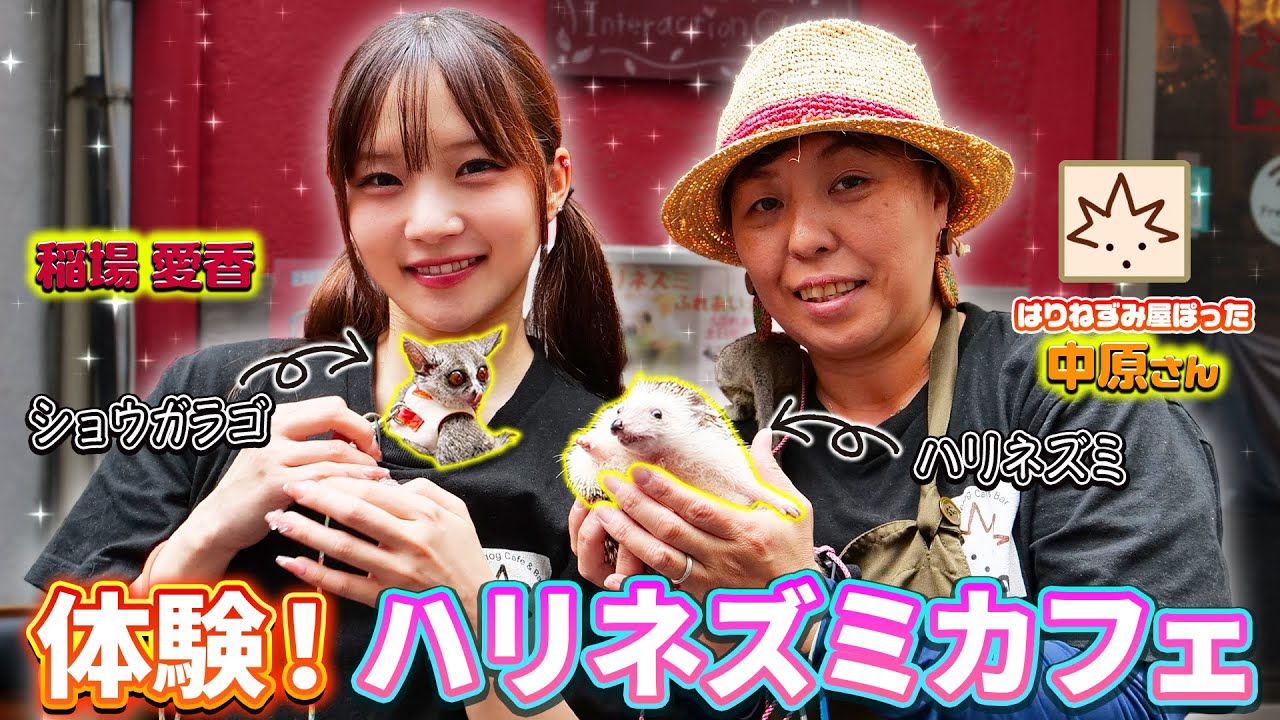 稲場愛香が小動物たちと戯れる!はりねずみ屋ぽったとコラボ! 稲場愛香が小動物たちと戯れる!はりねずみ屋ぽったとコラボ!