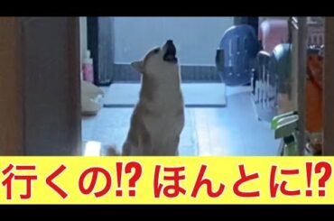【柴犬飼い主55歳】柴犬くまころーの健気なお見送りルーティン