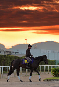 朝焼けの中を歩くミュージアムマイル