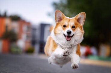 犬がファッションショーでモデルの衣装をくわえてウォーキングする姿が話題に「プロ意識がすごい！」｜Pen Online