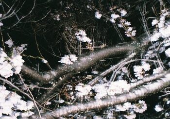 YENTOWN、「Asobo (feat. Awich, MonyHorse, PETZ, JNKMN & kZm)」を配信開始｜THE MAGAZINE