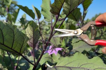 ナスがたくさん実る大事な芽欠きのやり方・花が二つ咲いた時の摘心と剪定のしかた【ナス栽培】24/6/19