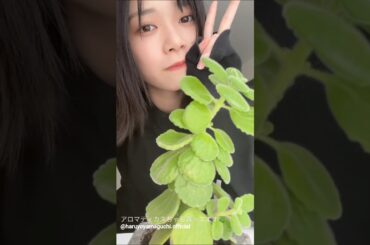 山口陽世 アロマティカスを育てているぱるちゃん♪伸びしろラジオ Instagram 日向坂46