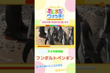 実は寒いところが苦手…「フンボルトペンギン」　大阪・天王寺動物園 #shorts #読売テレビニュース #すまたん ＃あにまるウォッチ #動物